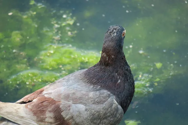 Pombo Cinzento Selvagem Bebe Água Lago — Fotografia de Stock