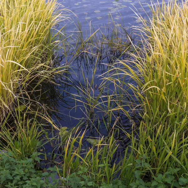 Gelbgrüner See Teichwasser Herbst — Stockfoto