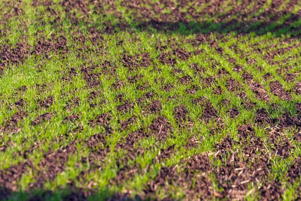 Green winter wheat on a field near the forest