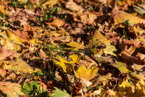 Gele Herfstbladeren Het Park Grond — Stockfoto