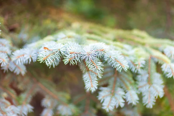 Groene Takken Van Een Kerstboom Tuin Boerderij — Stockfoto
