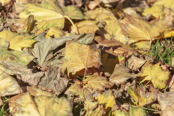 Lindas Folhas Amarelas Outono Árvores Parque — Fotografia de Stock