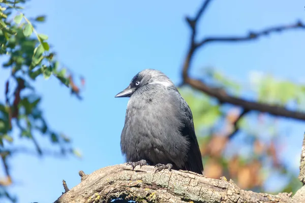 Gray Black Jackdaw Sedí Větvi Stromu Parku — Stock fotografie