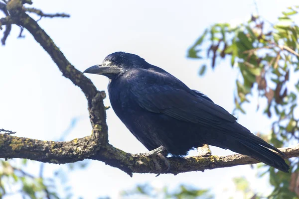 Velho Corvo Preto Senta Galho — Fotografia de Stock