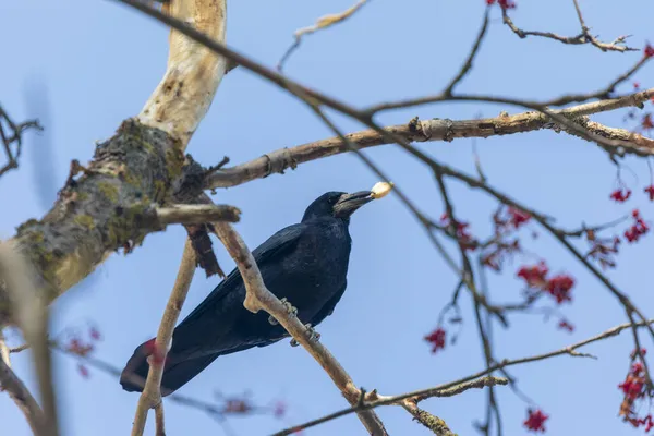 Cuervo Negro Parque Buscando Comida —  Fotos de Stock