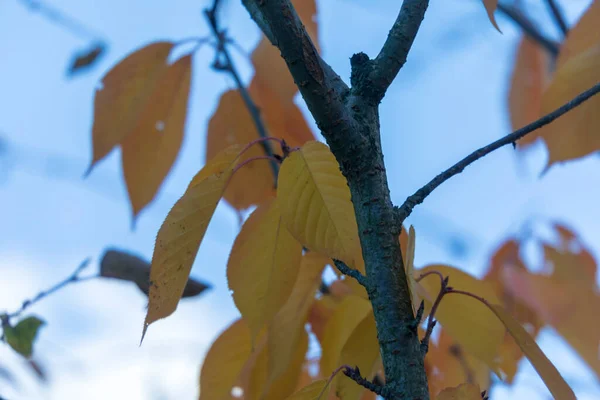 Piękne Żółte Jesienne Liście Drzew Parku — Zdjęcie stockowe