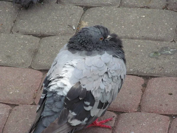 人行道上坐着一只长着灰色羽毛的野鸽 — 图库照片
