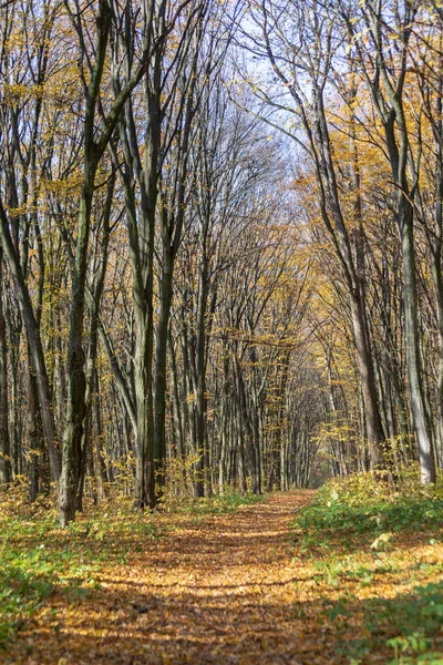 Осенний Пейзаж Лесу Деревья Желтыми Листьями — стоковое фото