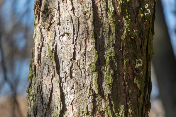 Tekstura Kory Starego Drzewa Lesie Tle — Zdjęcie stockowe