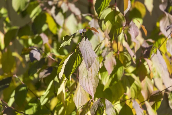 Красиве Жовте Осіннє Листя Парку — стокове фото