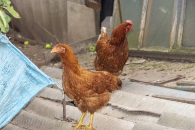 Çitteki bir çiftlikte kırmızı tüylü tavuk