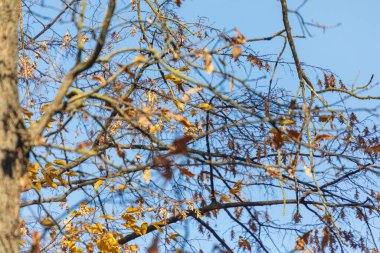 Sonbahar gökyüzü ve parkta ağaçlar