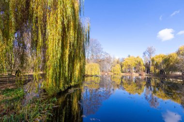 Göl kenarındaki parkta sonbahar manzarası. Söğütler, sarı yapraklar ve su