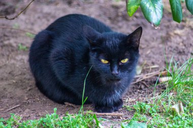 Sarı gözlü siyah bir kedi yerde oturuyor.