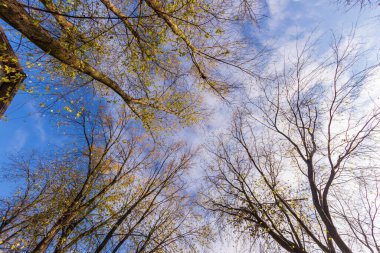 Sonbahar ağaçlarının arka planında mavi gökyüzü ve beyaz bulutlar