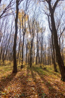 Ormandaki güzel sonbahar manzarası. Ekim 'de ağaçlar ve sarı yapraklar