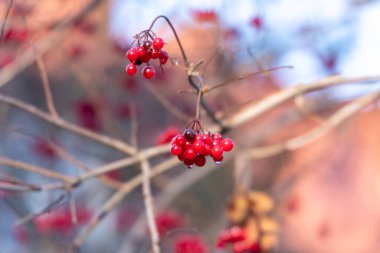 Sonbaharda çalılıklarda meyveler ve kırmızı viburum demetleri