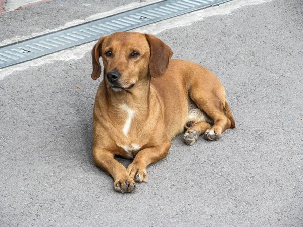 Sarı dachshund asfaltta oturur.