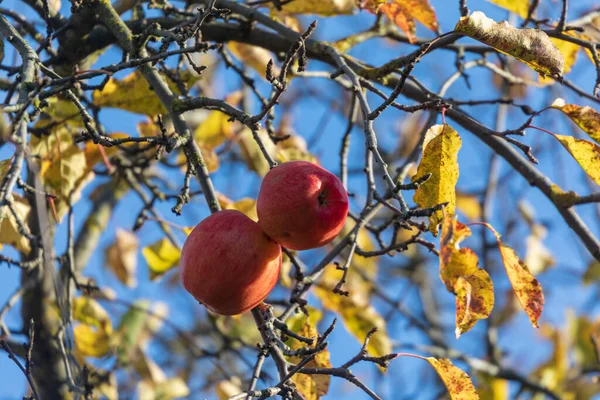 Красные Яблоки Осеннем Парке Дереве — стоковое фото