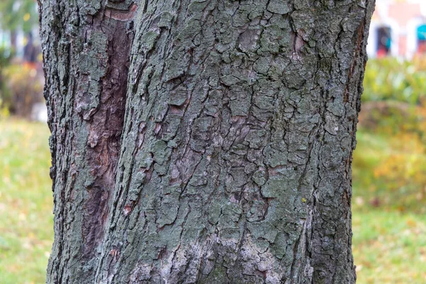 Текстура Коры Дерева Парке Заднего Плана — стоковое фото