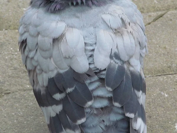 歩道には灰色の羽を持つ野生の鳩が座っています — ストック写真