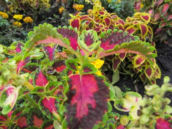 Prachtige Bloem Tuin Het Dorp — Stockfoto