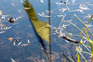 Gökyüzünün arka planında Ukrayna 'nın sarı ve mavi bayrağı