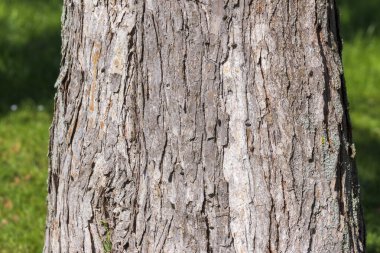 Parktaki ya da ormandaki yaşlı ağacın dokusu.