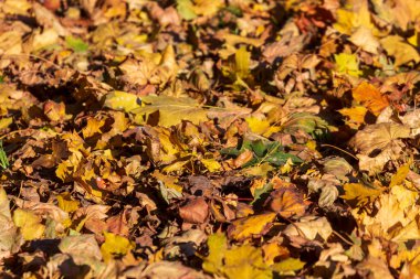 Sarı sonbahar yaprakları parkın zemininde
