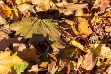 Parkta yerde güzel sarı sonbahar yaprakları
