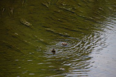 Arka plan için göldeki dalgaların üzerindeki su dokusu.