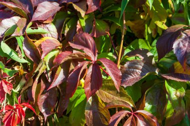 Çiftlikteki sonbahar bahçesinde kırmızı-yeşil yapraklar