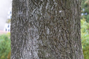 Arka plan için parkta ağaç kabuğu dokusu