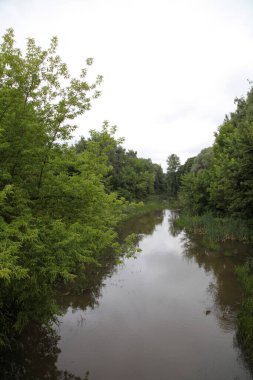 Yazın parktaki bitkiler ve doğa. Yapraklar, çimenler, ağaçlar, doğa
