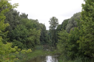 Yazın parktaki bitkiler ve doğa. Yapraklar, çimenler, ağaçlar, doğa