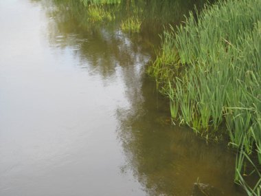 Yazın parktaki bitkiler ve doğa. Yapraklar, çimenler, ağaçlar, doğa