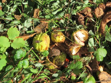 Yazın parktaki bitkiler ve doğa. Yapraklar, çimenler, ağaçlar, doğa