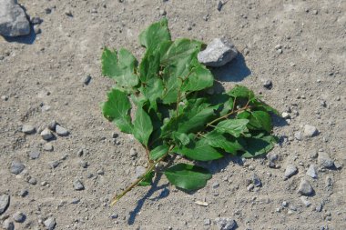 Yazın parktaki bitkiler ve doğa. Yapraklar, çimenler, ağaçlar, doğa