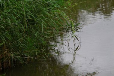Yazın parktaki bitkiler ve doğa. Yapraklar, çimenler, ağaçlar, doğa