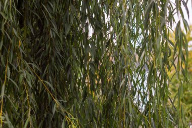 Yazın parktaki bitkiler ve doğa. Yapraklar, çimenler, ağaçlar, doğa