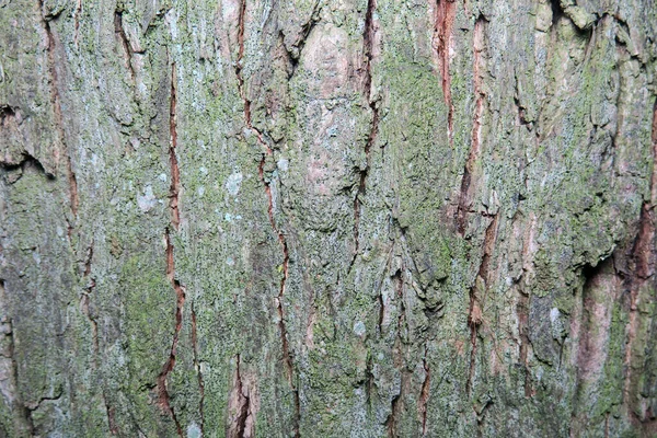 公園や森の中の古い木の質感 — ストック写真