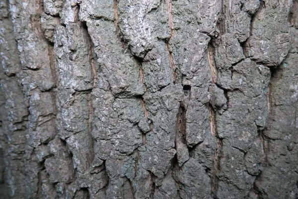 Textura Árvore Velha Parque Floresta — Fotografia de Stock