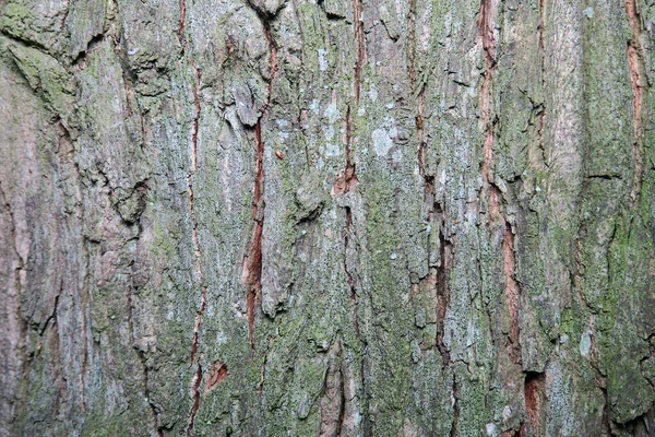 公園や森の中の古い木の質感 — ストック写真