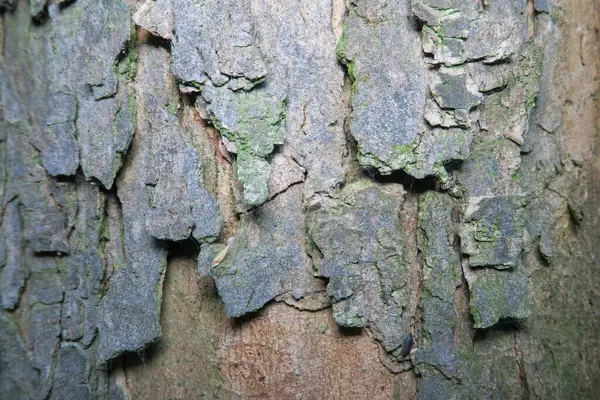 Textura Árvore Velha Parque Floresta — Fotografia de Stock