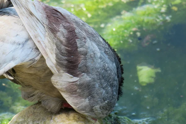 Grautaube Trinkt Wasser See — Stockfoto