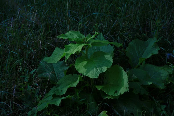 Plantes Nature Dans Parc Été Feuilles Herbe Arbres Nature — Photo