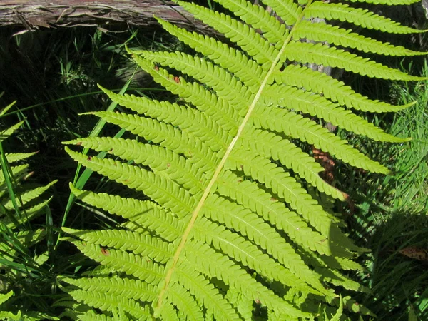 Plantas Naturaleza Parque Verano Hojas Hierba Árboles Naturaleza — Foto de Stock