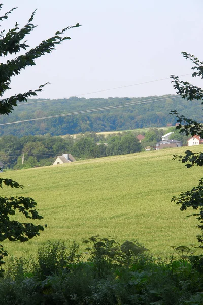 Pflanzen Und Natur Park Sommer Blätter Gras Bäume Natur — Stockfoto