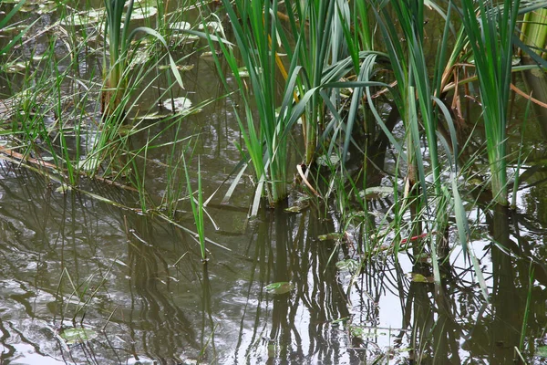 Piante Natura Nel Parco Estate Foglie Erba Alberi Natura — Foto Stock