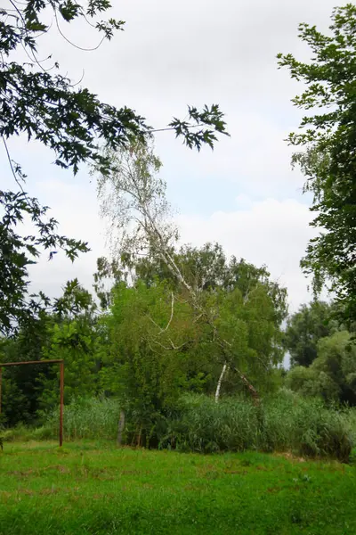 Plantas Naturaleza Parque Verano Hojas Hierba Árboles Naturaleza — Foto de Stock